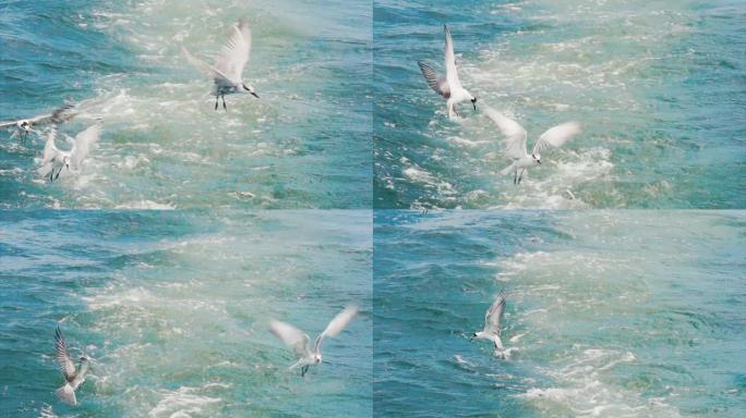 海鸥在波浪上
