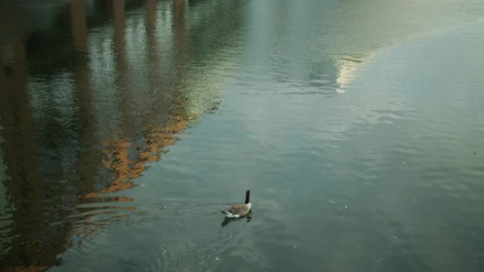 加拿大鹅在摄政运河上