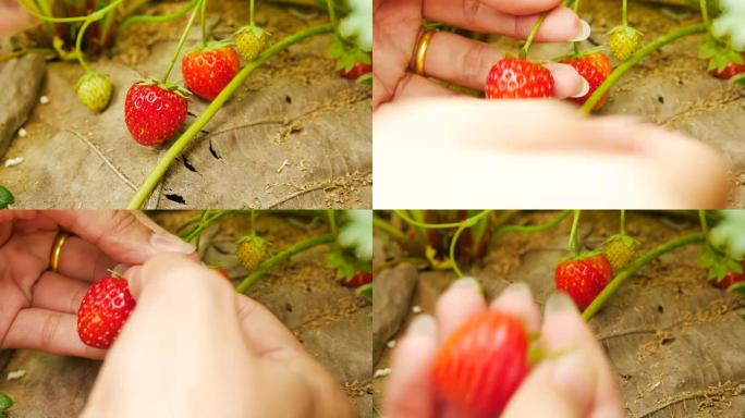 花园里的草莓草莓种植采摘大棚