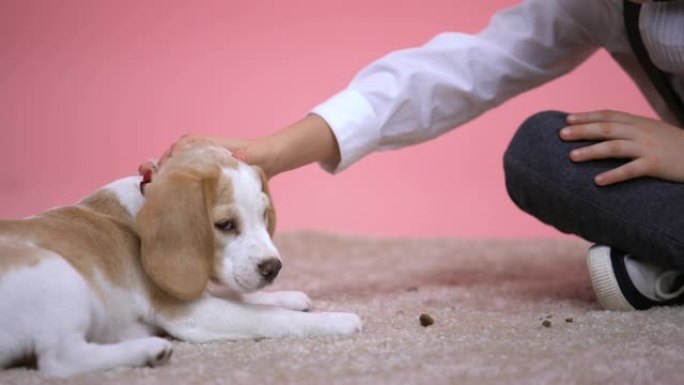 小男孩抚摸着粉红色背景上可爱的小猎犬的头，宠物收养