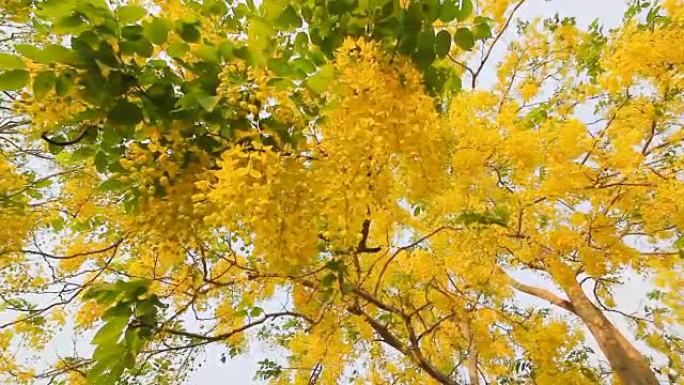 风中的金雨花 (决明子瘘管花)