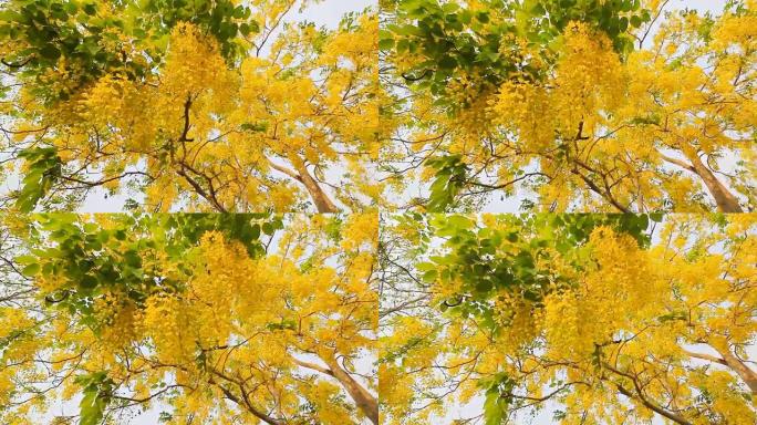 风中的金雨花 (决明子瘘管花)