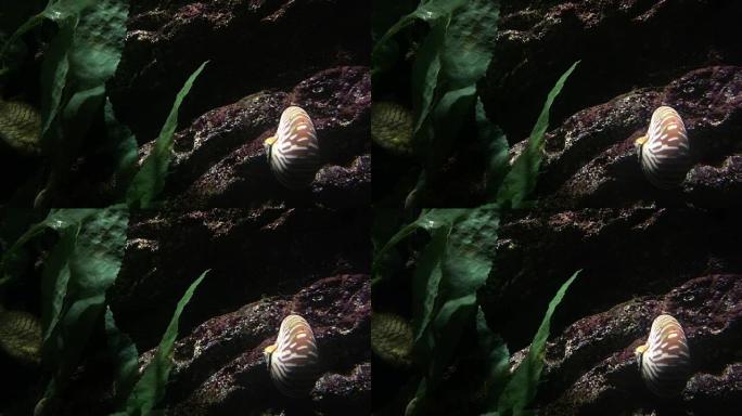 鹦鹉螺海下世界光影变化静止海螺
