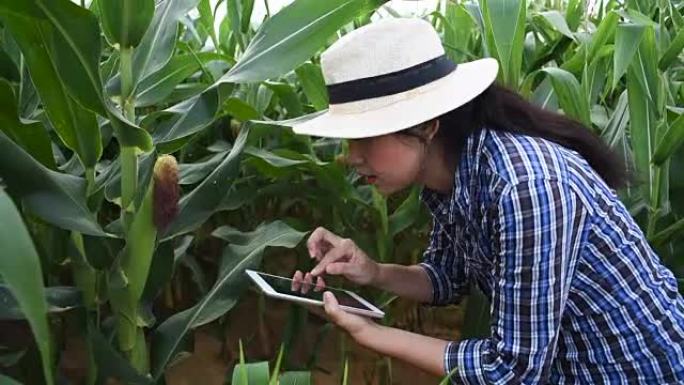 女农民用平板电脑保存数据收获玉米田