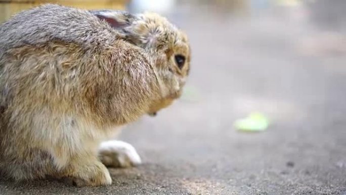 夏天的小兔子夏天的小兔子