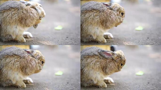夏天的小兔子夏天的小兔子