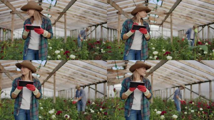 同事的团队合作现代玫瑰农民带着鲜花种植穿过温室，触摸芽并触摸平板电脑的屏幕