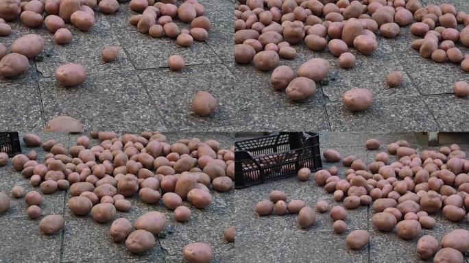 在铺路视频上收获和洗净的粉红色土豆