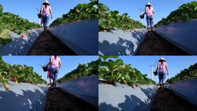 母女俩在农场采摘草莓