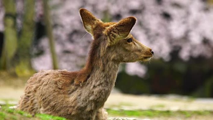 日本樱花季节的亚洲鹿。