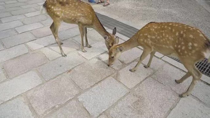 奈良东大寺的Deers是奈良的首都。