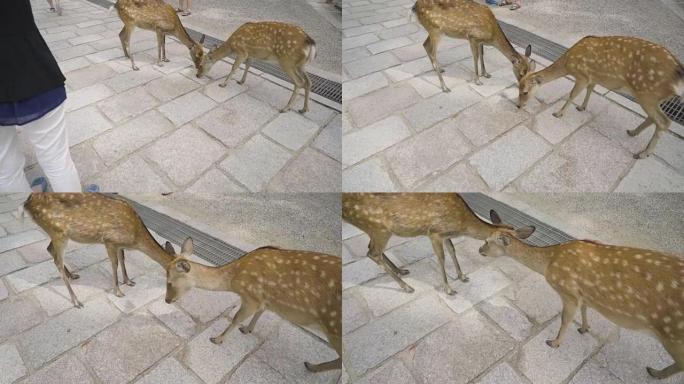 奈良东大寺的Deers是奈良的首都。