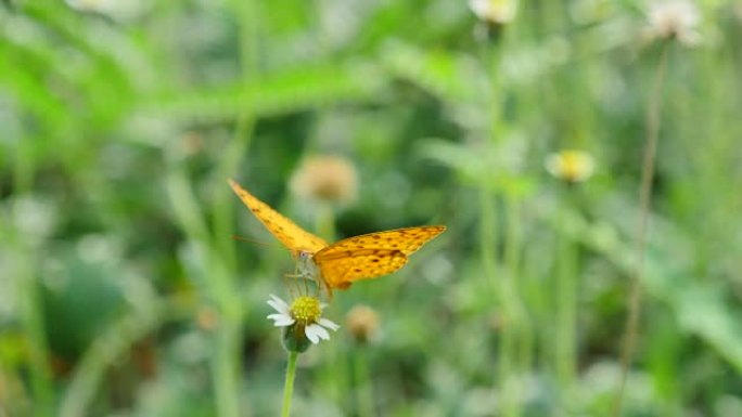 蝴蝶以自然界的花朵为食。