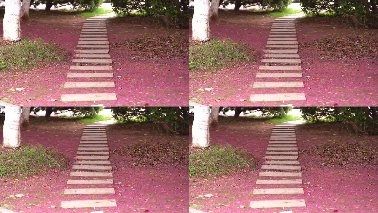 公园小径花瓣掉落一地
