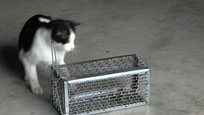 猫玩捕鼠器