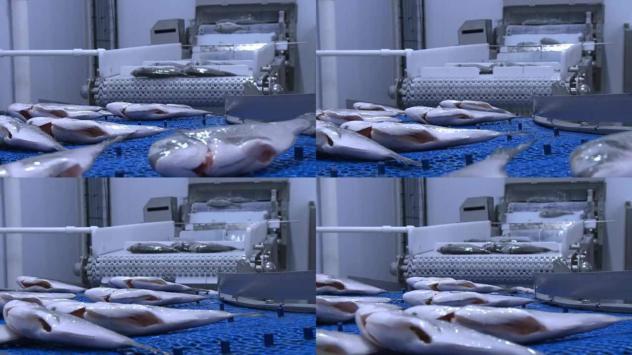 鱼跳上工厂乐队自动化生产线鱼类加工