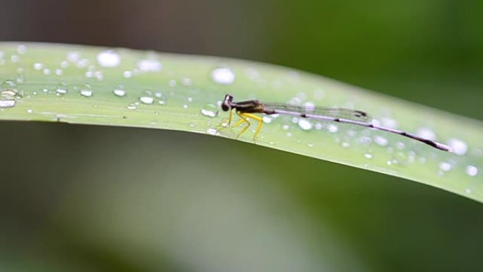 蜻蜓蜻蜓雨滴