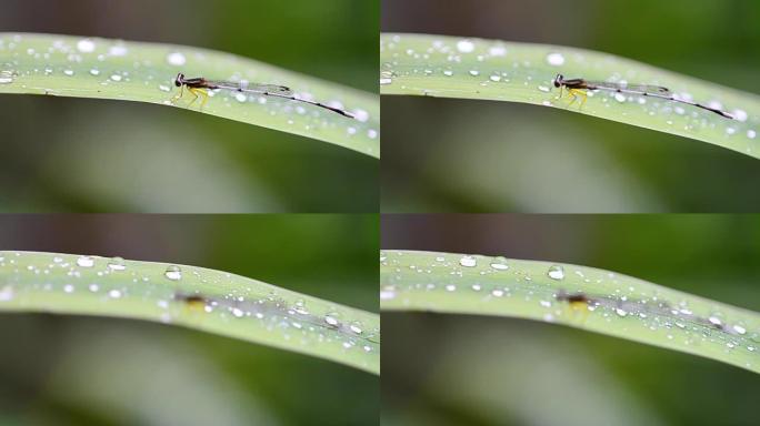 蜻蜓蜻蜓雨滴