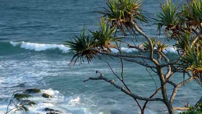 露兜树棕榈俯瞰海洋