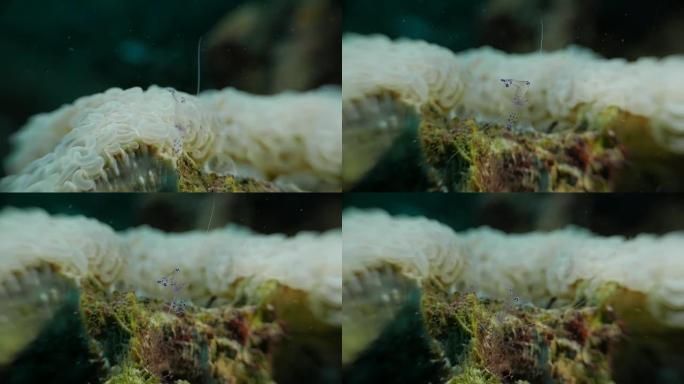 软珊瑚上的小珊瑚虾