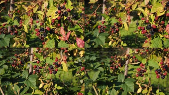 花园里新鲜的半熟黑莓