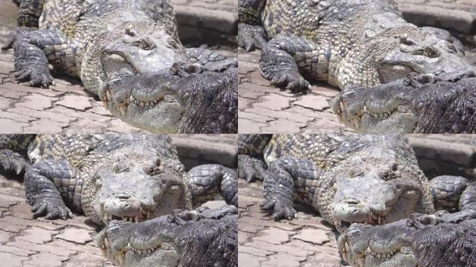 4K: 鳄鱼人工养殖危险肉食