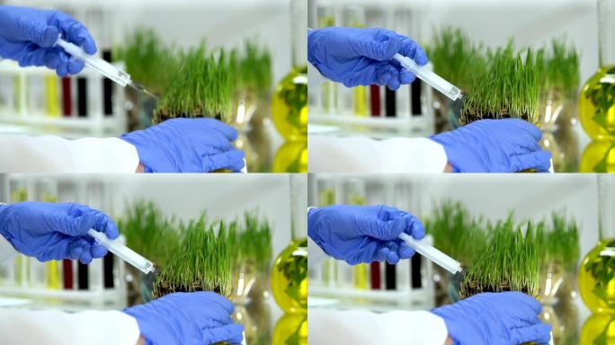 化学家将农药注入绿色植物中，繁殖物种