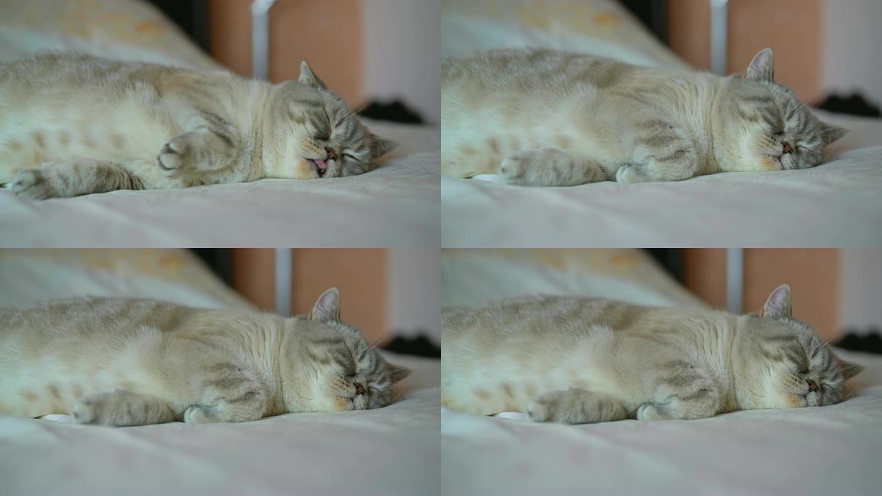 可爱的丁香点猫在床上舒服，宠物在家睡觉