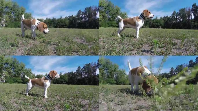 比格犬在野外奔跑。