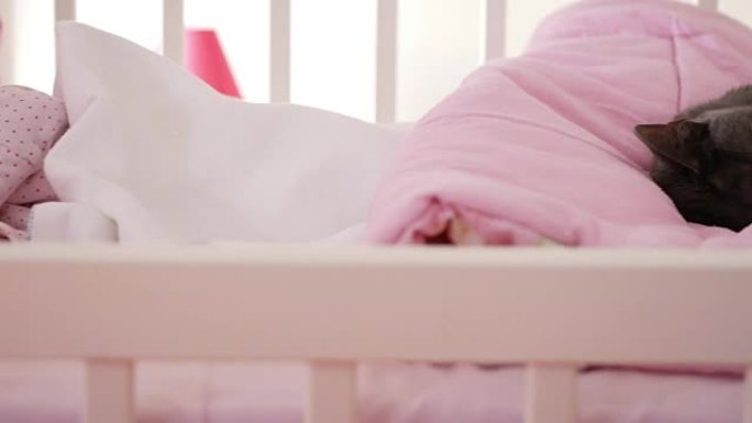 新生婴儿与婴儿床中的猫一起睡觉-人与动物之间的团结与友谊