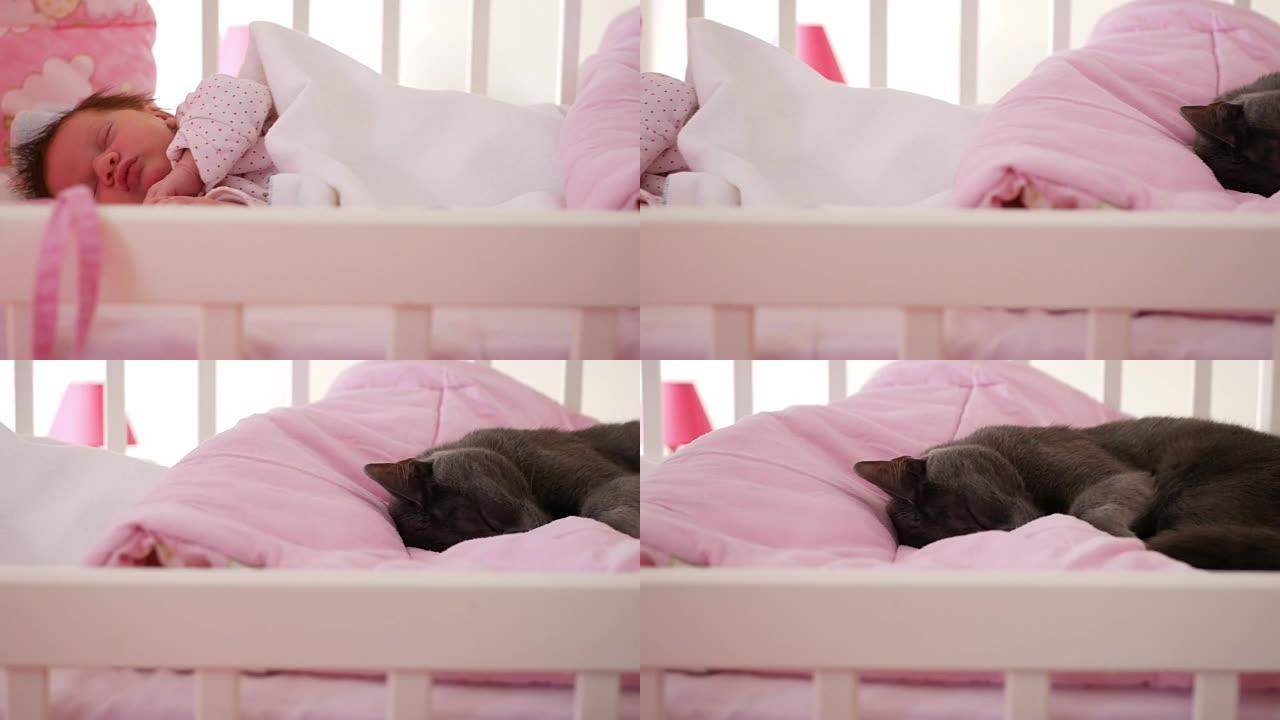 新生婴儿与婴儿床中的猫一起睡觉-人与动物之间的团结与友谊