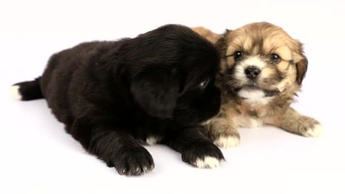两只新生的西施幼犬被隔离在白色背景上