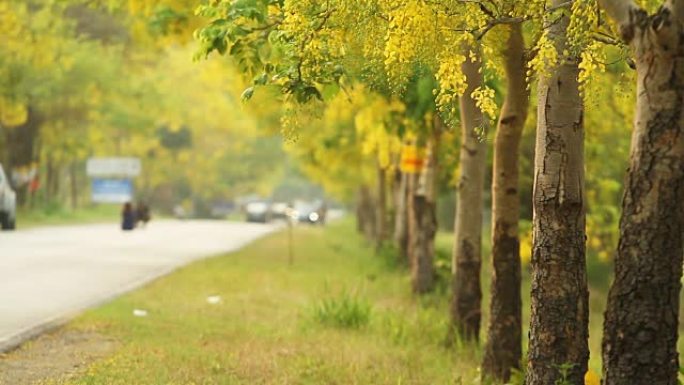 风中的金雨花 (决明子瘘管花)