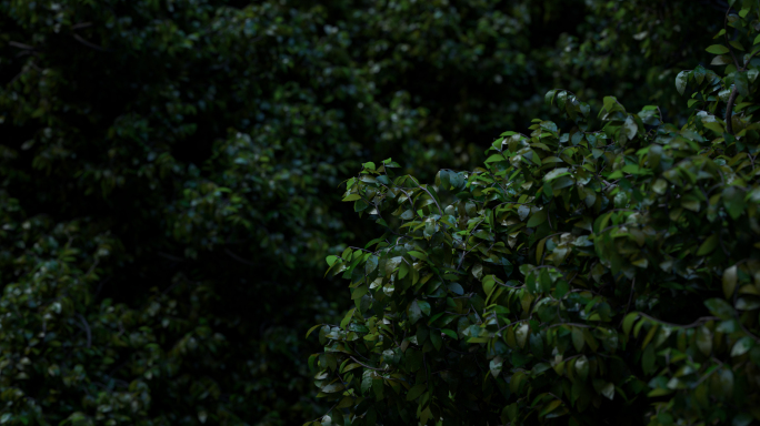 真实树叶模型工程