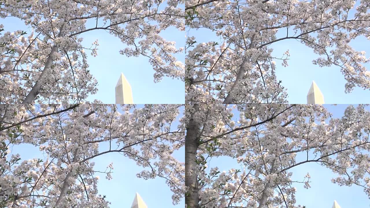 鲜花构筑华盛顿纪念碑