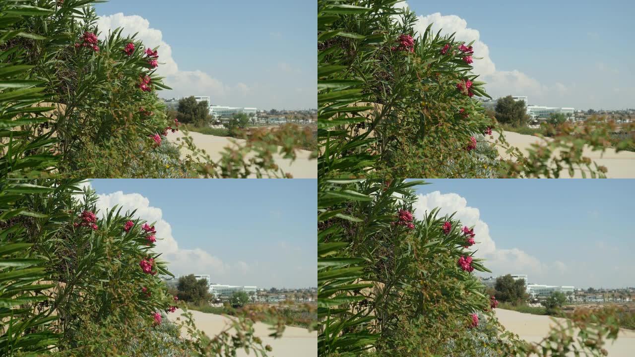 特写的夏季景观与美丽的松树和灌木丛，生长在轨道附近，并在夏季的微风中摇摆