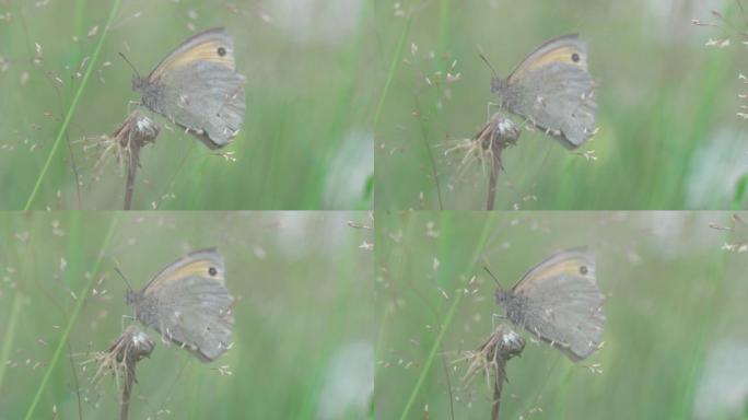 林地飞蛾坐在草叶上的特写镜头