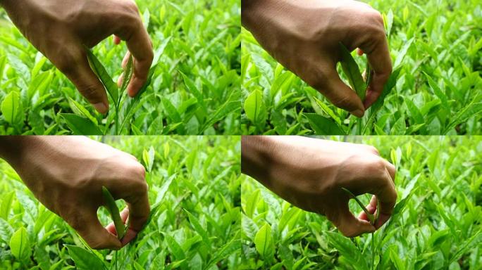 采摘茶叶
