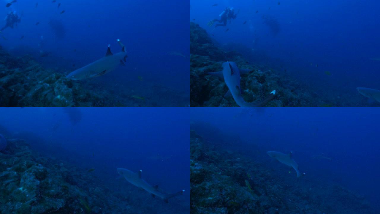 在礁石中游弋的白鳍礁鲨