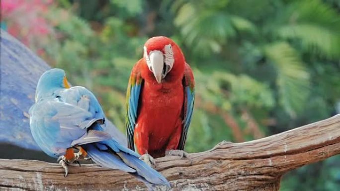 蓝红鹦鹉金刚鹦鹉，慢动作