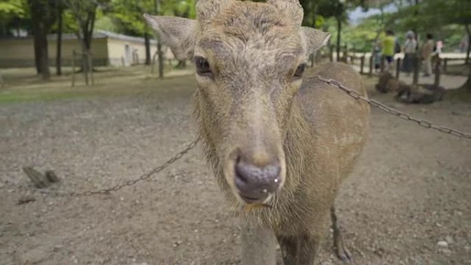 奈良东大寺的Deers是奈良的首都。