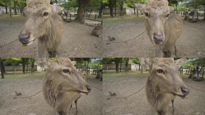 奈良东大寺的Deers是奈良的首都。