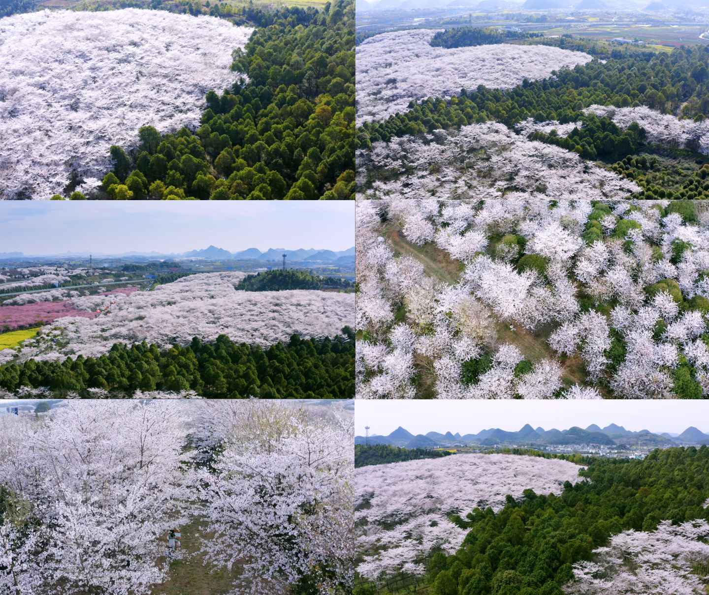 贵州清镇樱花园 樱花节 春天樱花盛开