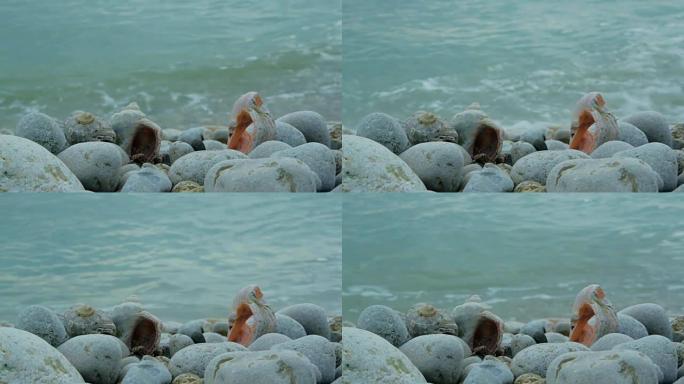 岩石和贝壳背景下的海上冲浪