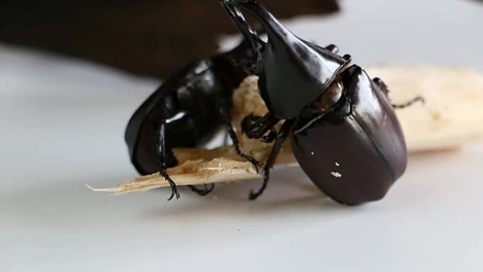 两只雄性犀牛甲虫在甘蔗上进食时间。