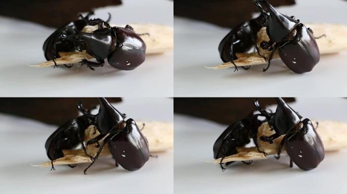 两只雄性犀牛甲虫在甘蔗上进食时间。