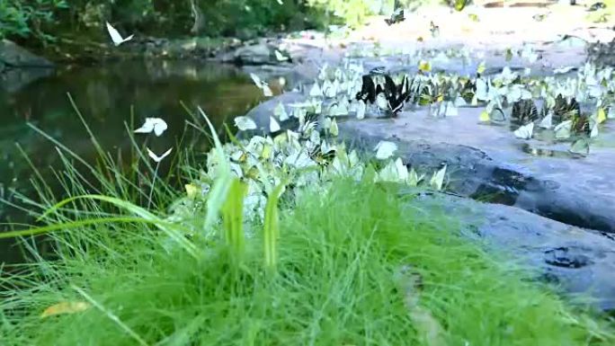 小泻湖岸边的蝴蝶