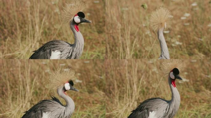 野生动物公园的东非冠鹤