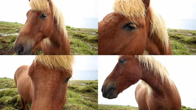 冰岛的马亮点
