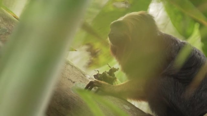 巴西树梢上金头狮猴的特写镜头